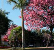 São José das Palmeiras